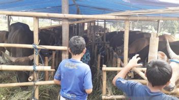 Sacrificial Animals In Bogor Decreased Compared To Last Year