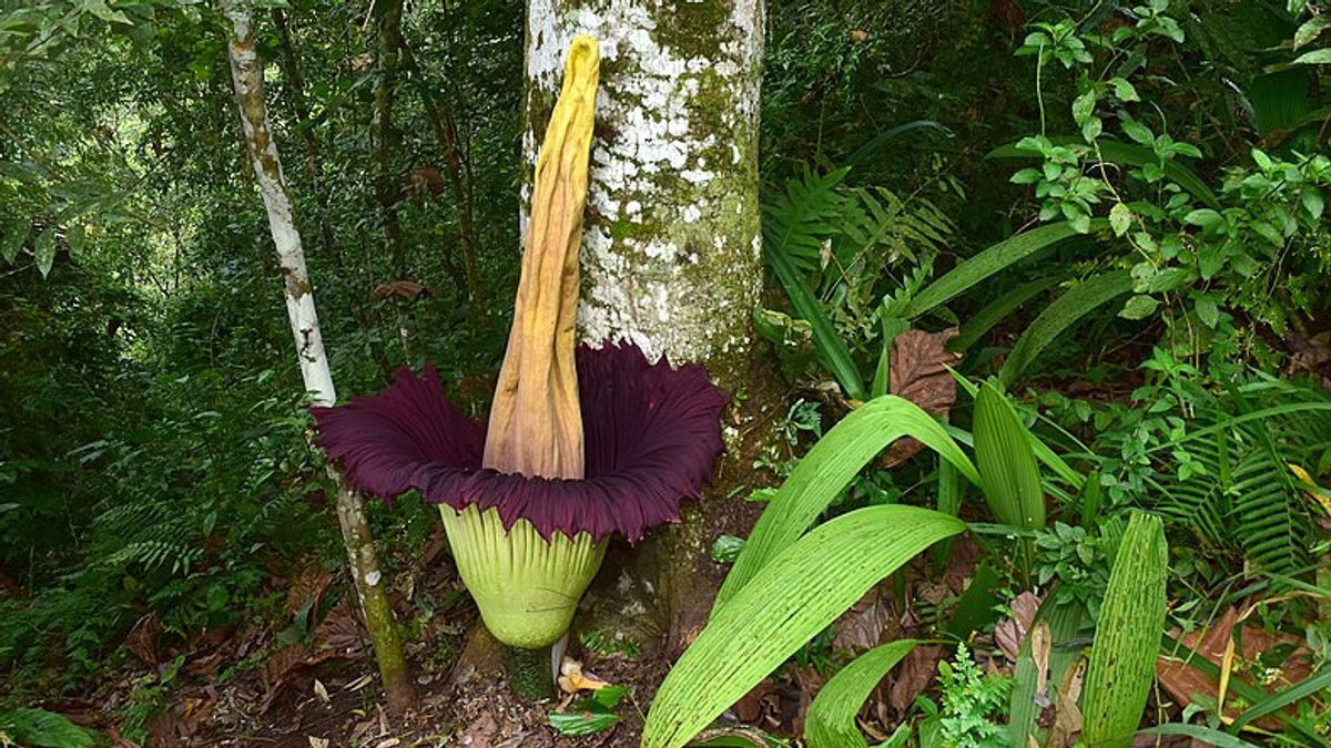 Two Types Of Langka Endemic Flower In Sumatra Mekar In Agam Regency