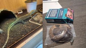 Customs And Excise Thwarts Komodo Smuggling Hidden In Underwear