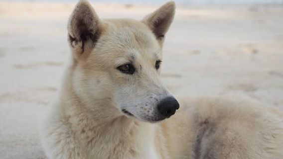 世界上最稀有的10种狗,有Sakhalin Husky和King Shepherd