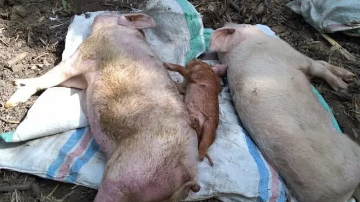 Waspada, Virus African Swine Fever yang Menyerang Babi Merebak di Ogan Komering Ulu