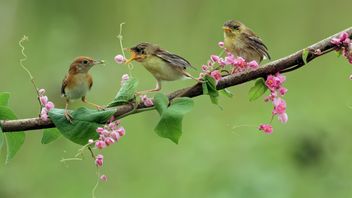 Knowing Birdwatching, Bird Observation Activities That Are Beneficial To Mental Health