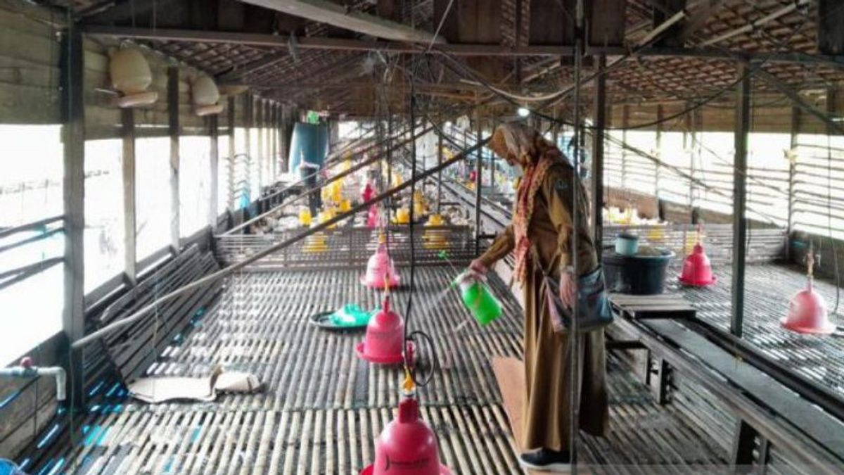 Puluhan Unggas Mati di Kalsel, Kemenkes Turun Tangan Selidiki Keterkaitannya dengan Flu Burung