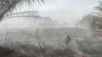 Kabut Asap Menyelimuti Sebagian Wilayah Mukomuko, Diduga Akibat Kebakaran Lahan Gambut