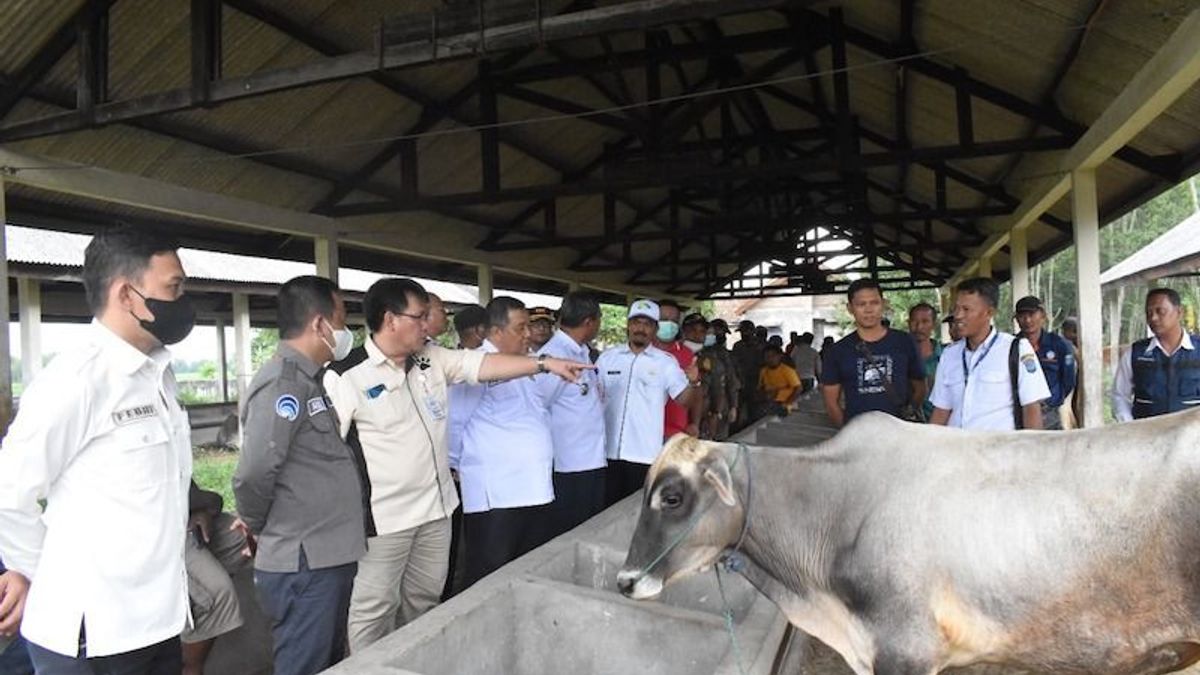 Jelang Iduladha, Kabupaten OKI Tingkatkan Pengawasan Penyebaran PMK pada Ternak