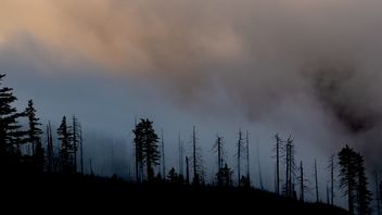 Turkey's Izmir Airport Closed Due To Forest Fire