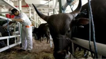 非法牲畜案件在国家牛舍中仍然很普遍，NTT地区警方上周未能交付40只动物