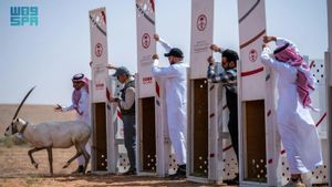 Otoritas Arab Saudi Lepasliarkan Sejumlah Hewan Terancam Punah di Cagar Alam Kerajaan