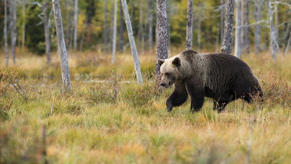 L’Agence De Conservation Des Ressources Naturelles De Sumatra Ouest évacue Un Ours Solaire Piégé Dans Le Sud De Solok