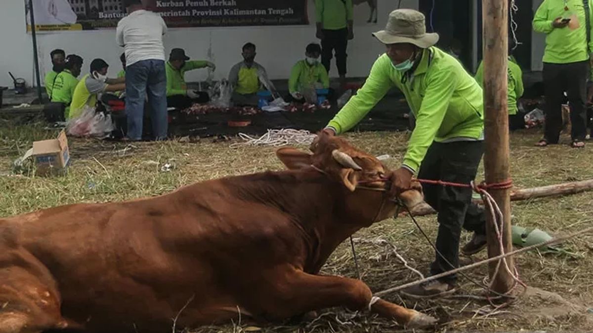 Increased By 7,149, Total Slaughter Of Sacrificial Animals For Eid Al-Adha 2022 In Sleman 24,825 Heads