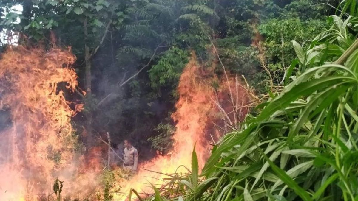 BNN Démocre 4 hectares de plantations de marijuana dans le quartier d’Aceh Besar