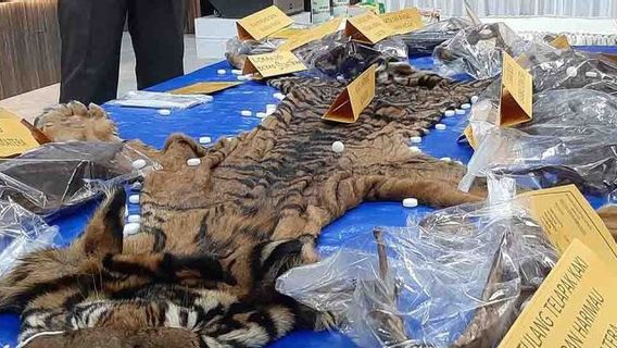 ACEH - بيع جلد النمر السومطري من اللصوص ، ألقت الشرطة القبض على موظف حكومي في شرق آتشيه
