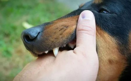 Jakarta Daerah Risiko Tinggi Rabies, Ini 2 RS Rujukan Pasien Digigit Anjing