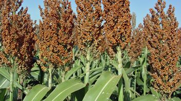 Sorghum Development Pilot Project Begins: Research Results Prove This Plant Is Rich In Benefits