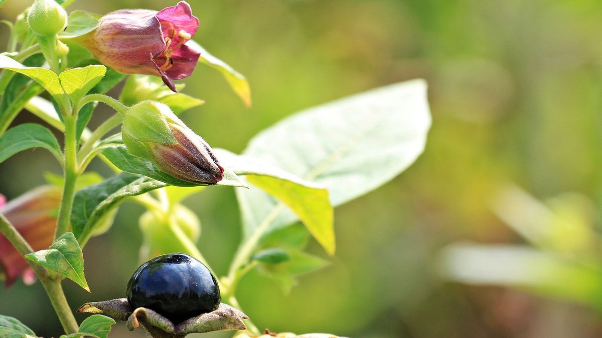 Belladona, A Poisonous Plant That Is Beneficial For Body Health