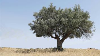 Pohon Zaitun Tertua di Tepi Barat, Saksi Bisu Pemukim Ilegal yang Tiran Dibiarkan Israel