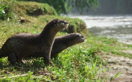 KLHK Lepasliarkan Tiga Berang-Berang di Sungai Ciliwung