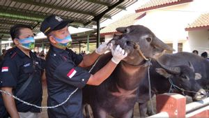 202 Ternak di Batam Suspek PMK, Diduga Berasal dari Sapi Kiriman Lampung Tengah