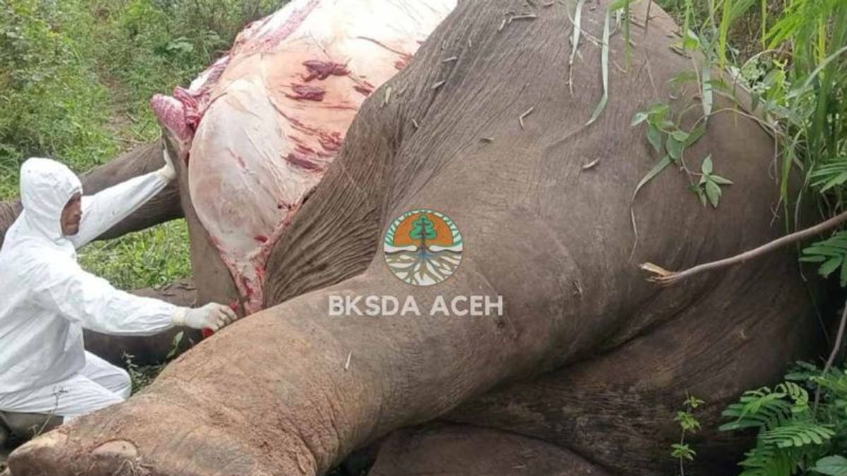 Blisée par l’électricité, BKSDA : Deux éléphants sont morts à Aceh le mois dernier