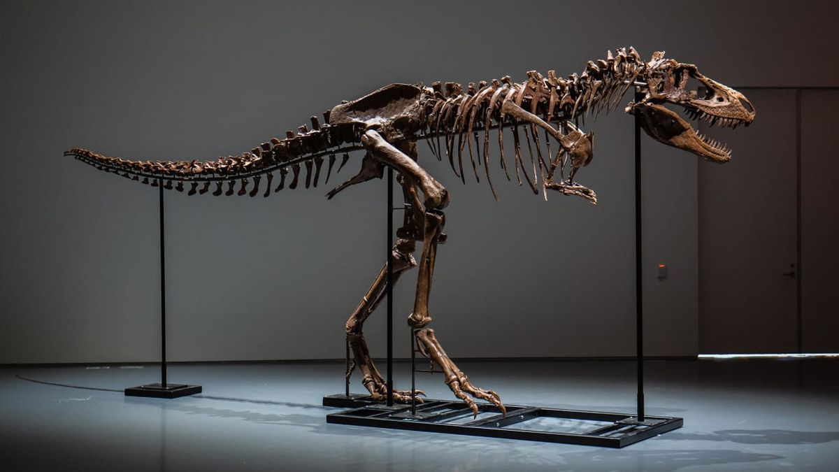 レア恐竜の骨格は、Rp90億オークションで販売:勝者は名前を選択することができます、科学者のハイライト