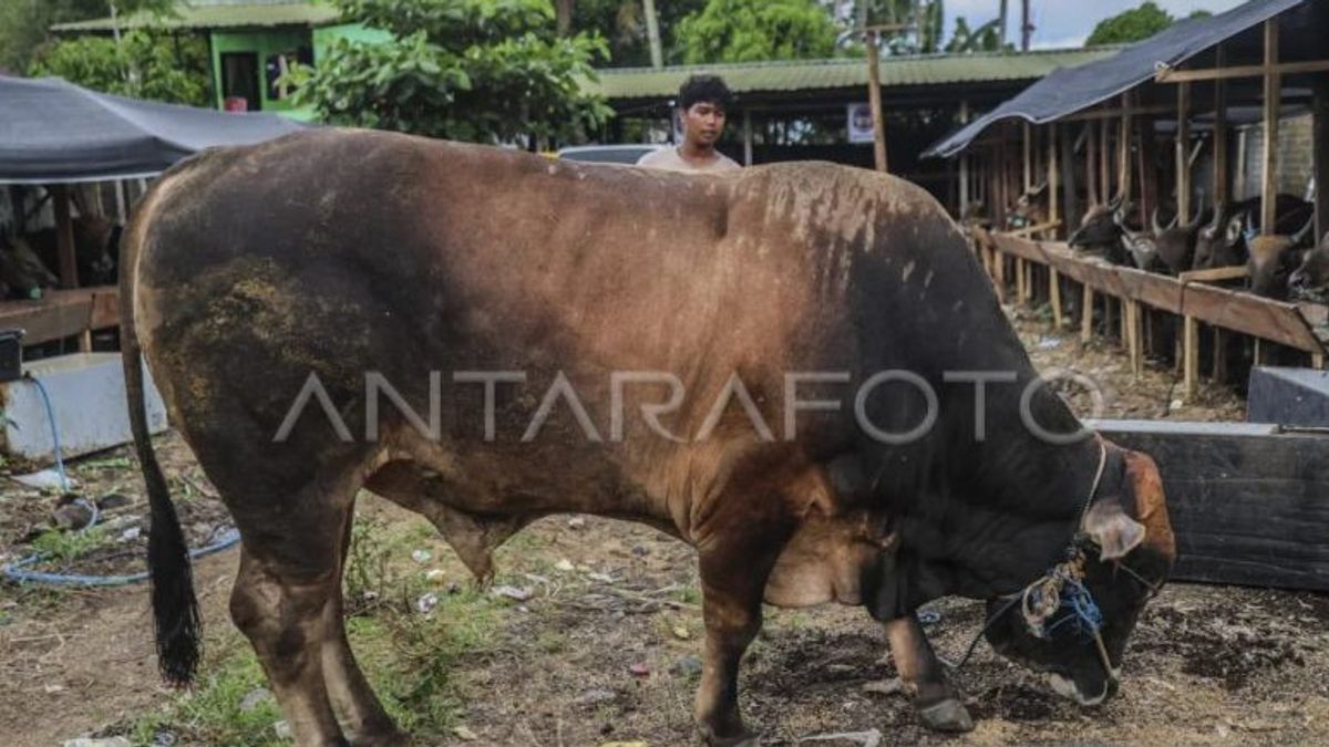 Le président achète un Limousin Cross de 859 kilogrammes pour le sacrifice à Ternate