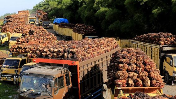 Bappebti : La province de Kalbar a un grand potentiel dans l'industrie nationale des CPO