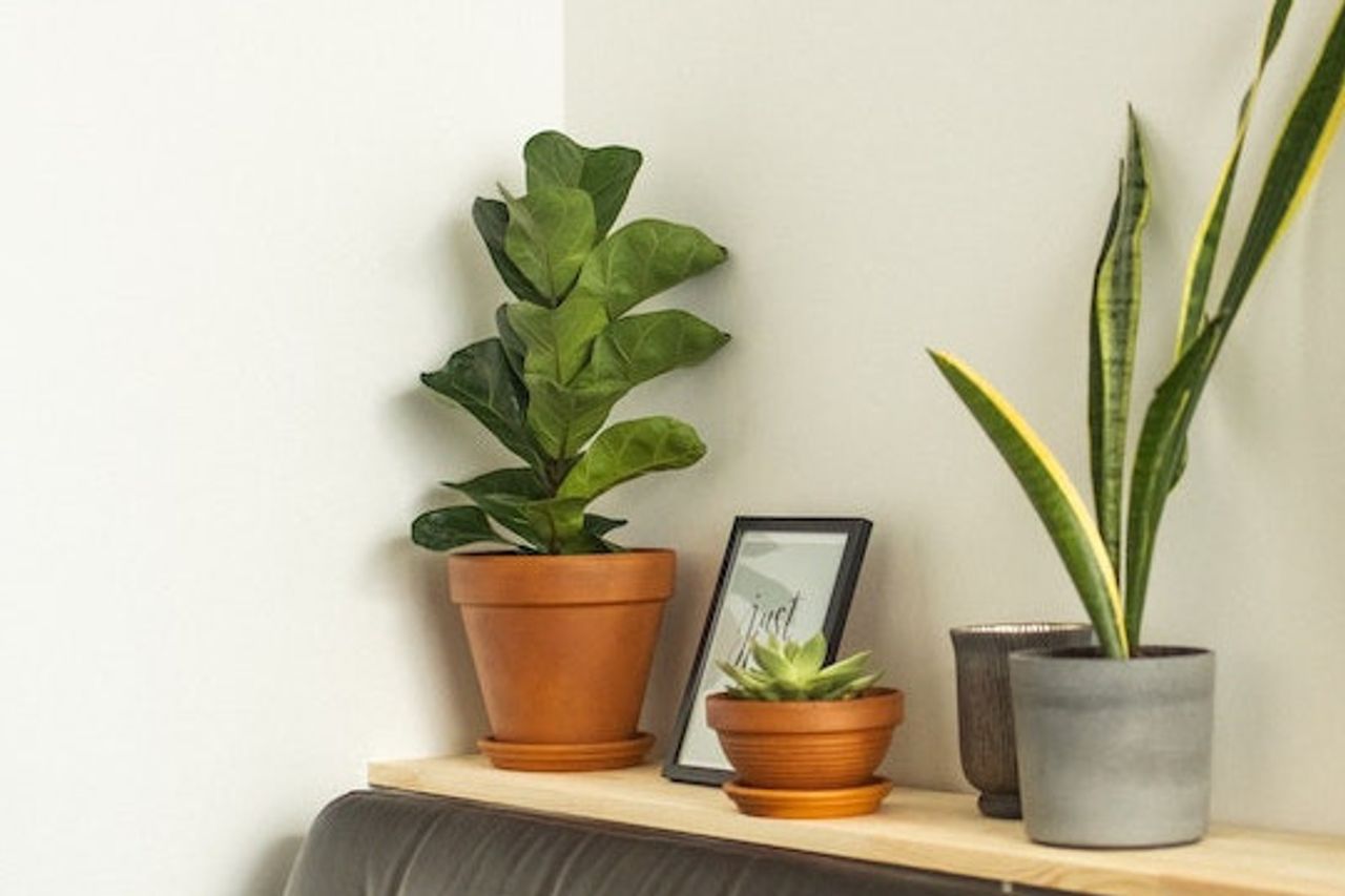 これらの8種類の観賞用植物で自宅のゲストルームを美しく装飾する