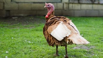Tak Seperti Telur Ayam, Ini Alasan Telur Kalkun Jarang Dikonsumsi