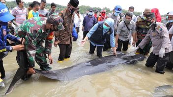 Khofifah指示部署2台挖掘机疏散在Modung Bangkalan滞留的数十只鲸鱼