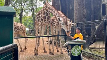 Ragunan Prepared More Modern: There Is A Zoning Of Animals, Trains, And Free Of Traffic Jams