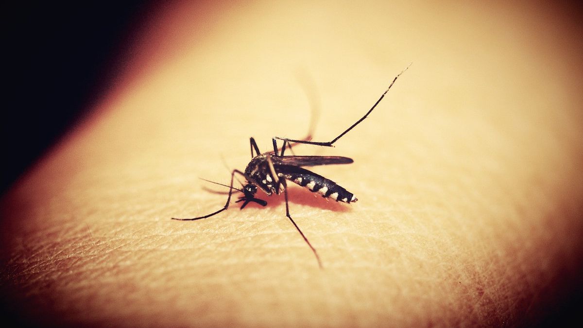 Bahan Alami Pengusir Nyamuk, Sederhana dan Tidak Mahal
