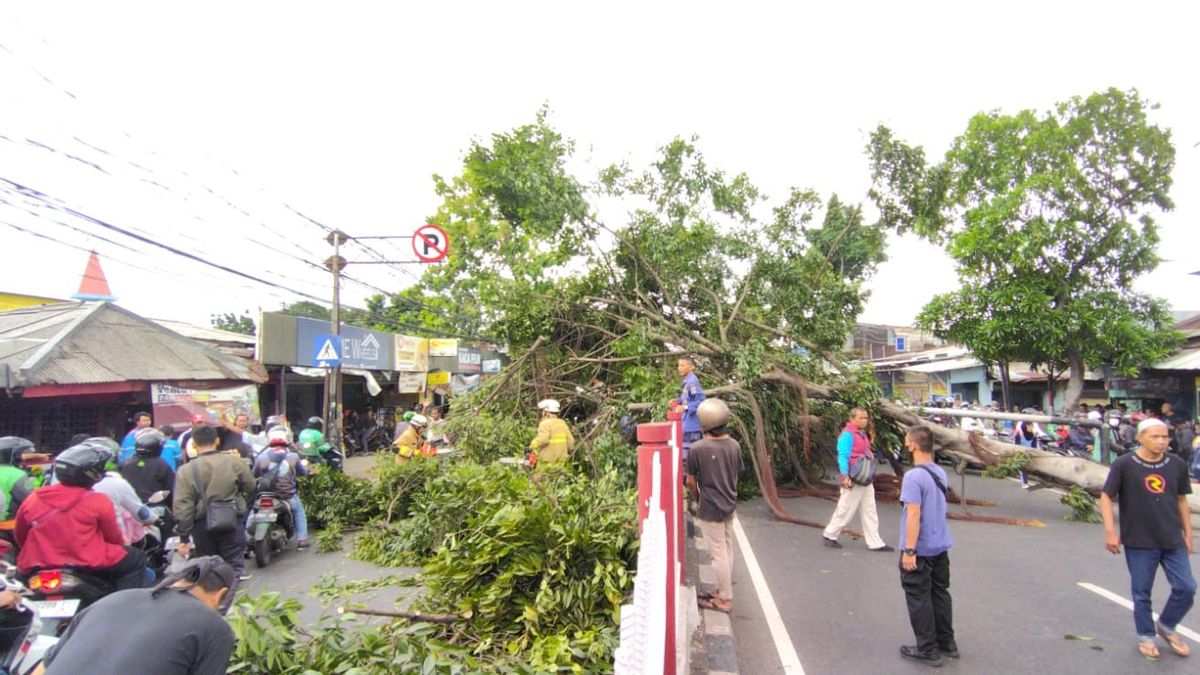 Mahoni Tumbang Tumbang Closes 2 Bogor Highway Flows In Kramat Jati