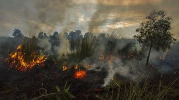 9 Hectares Of Talented Land As A Result Of Forest And Land Fires In Old Padang