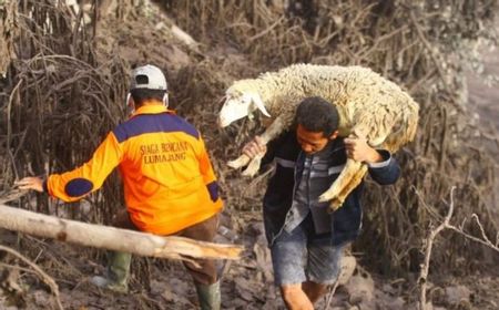 200 Hektare Pertanian Gagal Panen Akibat Letusan Semeru