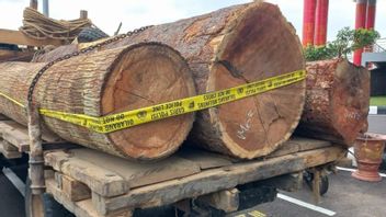 Polisi Tangkap 3 Pembalak Liar Hutan Produksi di Muba Sumsel