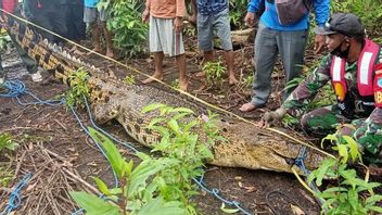 Crocodile Soupçonné De Proie Humaine Dans Le Centre Du Kalimantan Arrêté, Le Corps Du Crocodile Est Clave