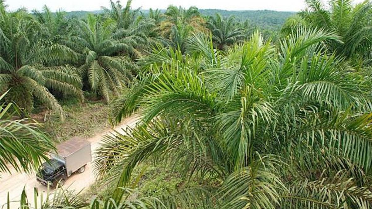 Oil Palm Plantation Company Owned By Conglomerate TP Rachmat Reaches Sales Of IDR 5.1 Trillion And Profit Of IDR 424 Billion In The Third Quarter Of 2021