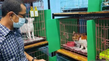 良いニュース、南ジャカルタの住民は政府から無料の猫の滅菌サービスを受ける