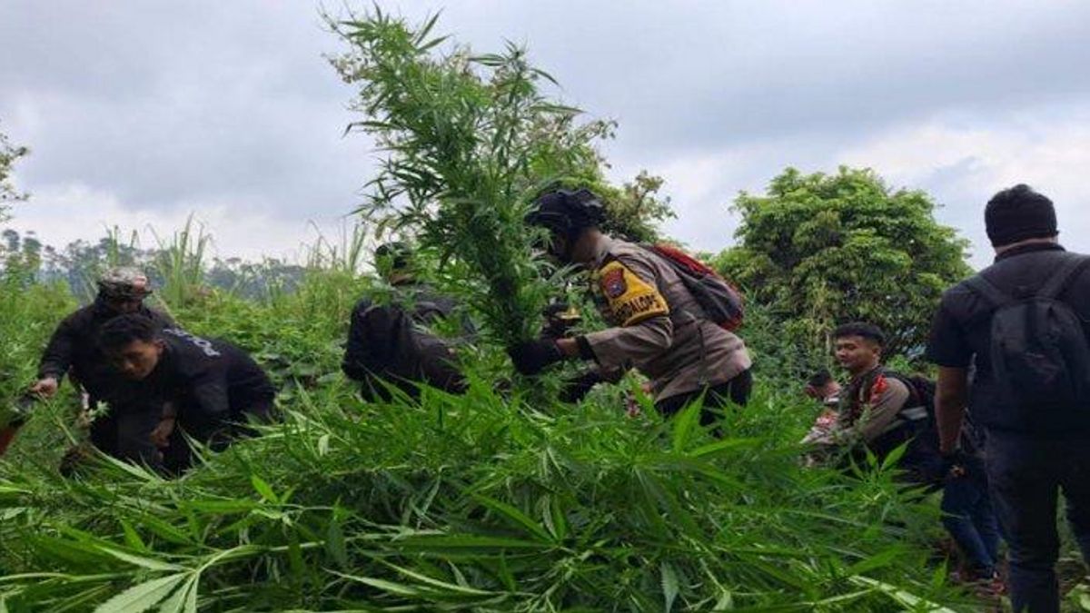 Marijuana Field On The Slope Of Mount Semeru, 4,388 Trees Destroyed By The Police