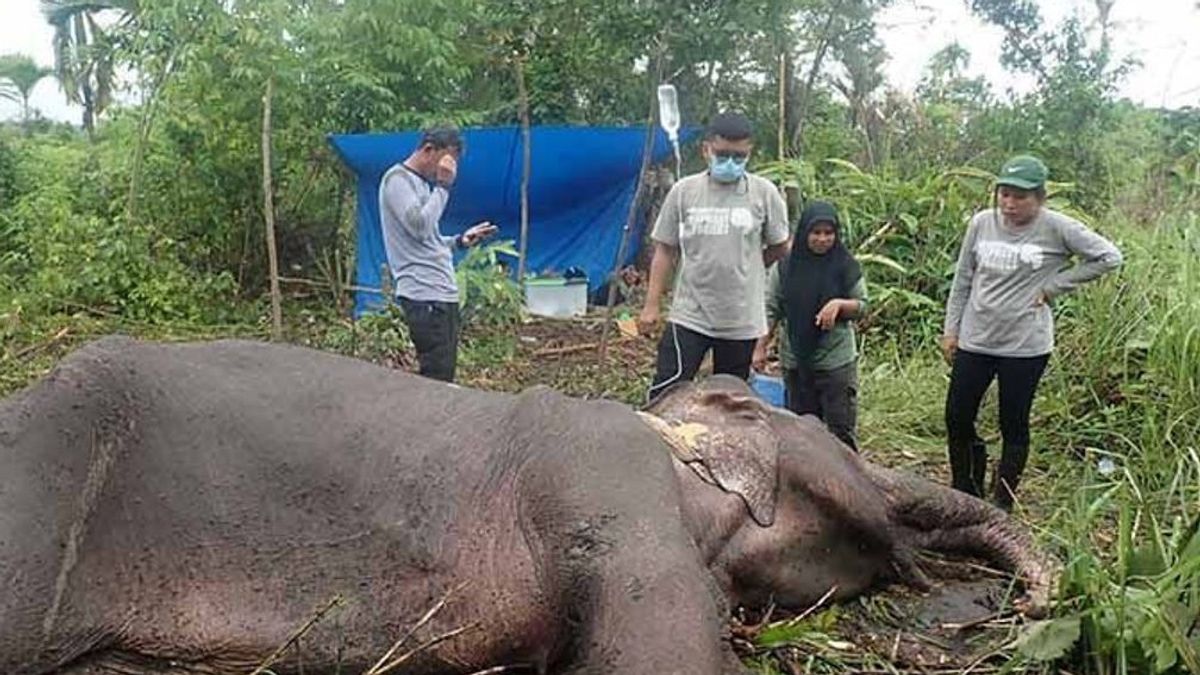 Gajah Mati di Aceh Besar Akibat Infeksi Sistemik