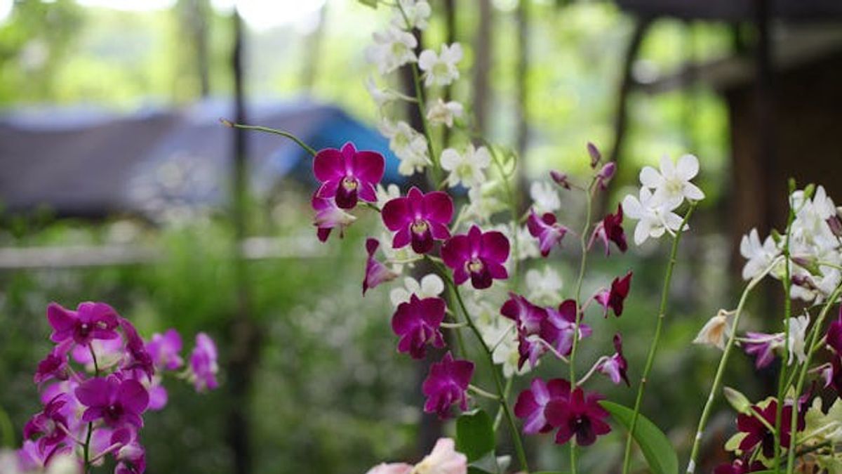How Long Can Orchid Plants Live? Recognize And Know How To Maximize Its Age