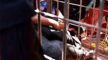 Petugas Lumpuhkan Beruang Madu di Tanah Datar dengan Tembakan Bius