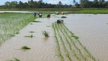 Tanah Bumbu Kalsel Siapkan Lahan Pangan 16.535 Hektare Dukung IKN