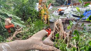 20 Pohon Tumbang di Padang Diterjang Angin Kencang