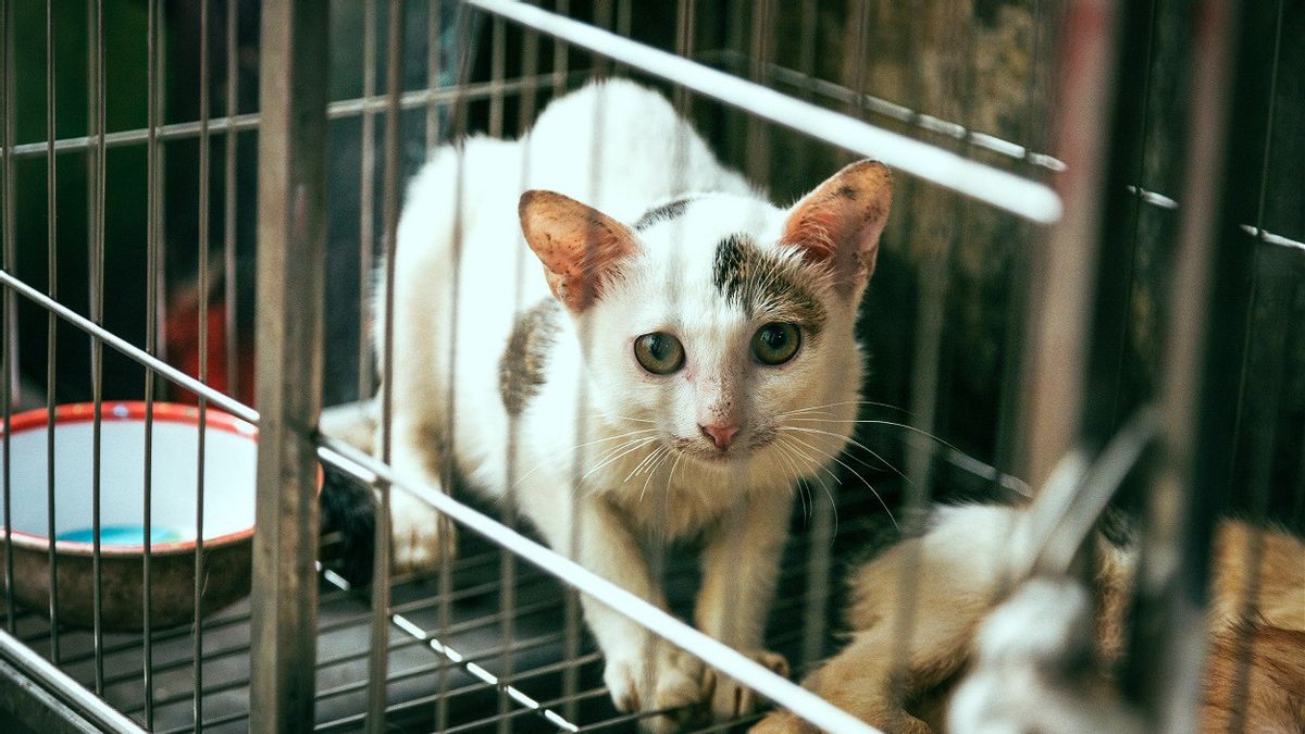 Polisi China Selamatkan 1.000 Kucing yang Hendak Dipotong dan Dijual Sebagai Daging Kambing atau Babi