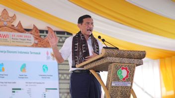 Coordinating Minister Luhut: The Government Will Immediately Fix FFB Prices For Farmers