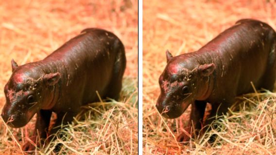 Amusant et adorable, le rival de Moo Deng est né en Écosse