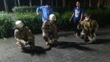 4米长的蟒蛇在Pondok Pesantren Cilangkap地区的官员撤离