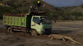 Komodo Dragons In The Archipelago: Discovered By European Explorers, Researched By Dutch Scientists, Conserved By Soeharto, Blocking Trucks In The Jokowi Era