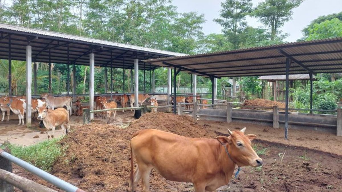 トレンガレク摂政政府オークション非生産牛と山羊